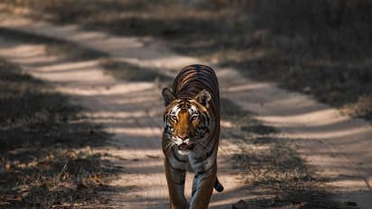 Tiger Attack : കുറുക്കൻമൂലയിലിറങ്ങിയ കടുവയെ പിടികൂടാനുള്ള ശ്രം തുടരുന്നു, കൂട് സ്ഥാപിച്ചു, നിരോധനാജ്ഞ തുടരും