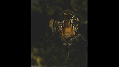 Tiger Attack: കുറുക്കൻമൂലയിൽ ഇറങ്ങിയ കടുവയെ മയക്കു വെടിവയ്ക്കാൻ തീരുമാനിച്ചു