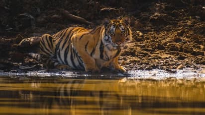 আন্তর্জাতিক বাঘ দিবস ২০২১, বাঘ সংরক্ষণে আরও জোর দিয়ে সোশ্যাল মিডিয়ায় বার্তা প্রধানমন্ত্রী মোদীর