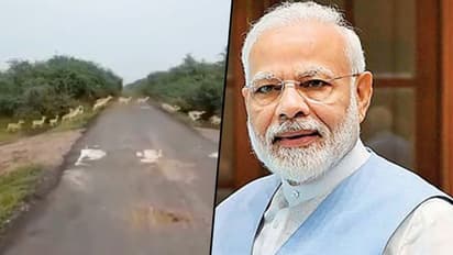 PM Modi shares 'excellent' video of over 3,000 Blackbucks crossing road; Watch video