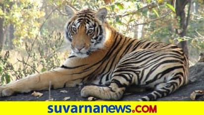 ಅಂತಾರಾಷ್ಟ್ರೀಯ ಹುಲಿ ದಿನ: ವನ್ಯಜೀವಿ ಪ್ರೇಮಿಗಳಿಗೆ ಶುಭ ಕೋರಿದ ಪ್ರಧಾನಿ!