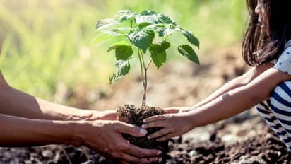 গাছ লাগালেই মিলবে টাকা, সবুজ ভবিষ্যতের লক্ষ্যে দারুণ উদ্যোগ মমতা বন্দ্যোপাধ্যায়ের সরকারের