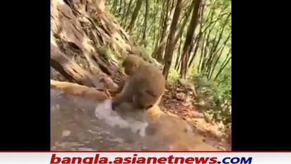 মা হওয়া কঠিন কথা, সোশ্যাল মিডিয়ায় ভাইরাল বানরের ভিডিও ঘিরে আলোচনা নেটপাড়ায়