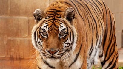 പേര് ‘ബംഗാളി’, ഇഷ്ടഭക്ഷണം ഐസ്ക്രീം; റെക്കോർഡ് നേടി ലോകത്തിലെ ഏറ്റവും പ്രായമുള്ള കടുവ