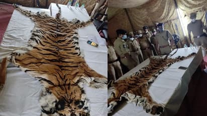 పులిచర్మం అక్రమ తరలింపు.. ఇద్దరు అరెస్ట్..