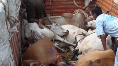 மதத்தின் பெயரால் கேரளாவுக்கு பசு கடத்தல்.. சிவசேன விடுத்த பகிரங்க எச்சரிக்கை.