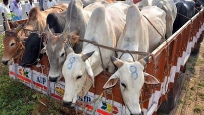 மாடு வியாபாரிகளை மிரட்டி பணம் பறிக்கும் பாஜக, இந்து முன்னணி..?? டிஜிபி அலுவலகத்தில் பரபரப்பு புகார்.