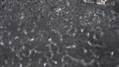 ഭൂമുഖത്ത് നിലവില് വിചാരിക്കുന്നതിനേക്കാള് 350 ദശലക്ഷം വര്ഷങ്ങള്ക്ക് മുമ്പേ മൃഗങ്ങളുണ്ടായിരുന്നു.!