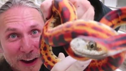 പാമ്പിനെ പേടിയില്ല, ചങ്ങാതിമാരാണ്, വ്യത്യസ്തമായ ജീവിതം! വൈറലായി വീഡിയോ...