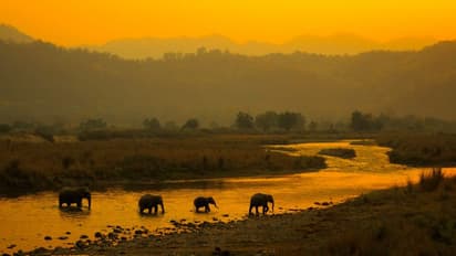 ' പുഴ മുറിച്ച് കടക്കുന്ന ആനകള്‍ ' കൊണ്ടുവന്ന ഫോട്ടോഗ്രാഫി പുരസ്കാരം