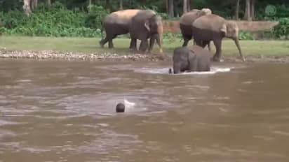 പ്രിയപ്പെട്ട പരിചാരകന് മുങ്ങിത്താഴുമ്പോള് രക്ഷയ്ക്കായി ഓടിയെത്തുന്ന ആനക്കുട്ടി; വൈറലായ വീഡിയോ