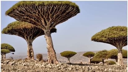 உலகின் வினோத தீவுகள் குறித்து தெரியுமா? கொடிய விஷமுள்ள பாம்புகள், பேய் கூட்டம்.. திகிலூட்டும் தீவுகள்!!