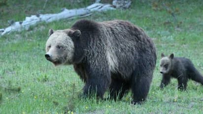 അമ്മക്കരടിയുടെയും കുഞ്ഞുങ്ങളുടെയും ചിത്രം പകർത്താൻ ശ്രമിച്ചു, യുവതിക്കെതിരെ കേസ്