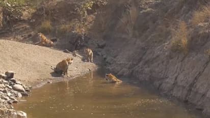ആഹാ, ഇതുകൊള്ളാം, ആസ്വദിച്ച് കുളിക്കുന്ന കടുവ, വൈറലായി വീഡിയോ