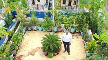 ഈ ലൈബ്രേറിയന്റെ ടെറസിലുള്ളത് 200 തരം പച്ചക്കറികള്: പഴങ്ങളും പൂക്കളും സുലഭം