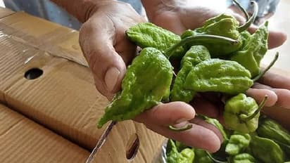 ലോകത്തിലെ തന്നെ ഏറ്റവും എരിവേറിയ മുളക്; ഇന്ത്യയില്‍ നിന്ന് ആദ്യമായി ലണ്ടനിലേക്ക്...