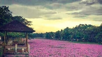 12 ವರ್ಷಕ್ಕೊಮ್ಮೆ ಅರಳೋ ಹೂವಿದು, ದೃಷ್ಟಿ ಹಾಯಿಸಲು ಲಕ್ಷಾಂತರ ರೂಪಾಯಿ ವ್ಯಯಿಸುತ್ತಾರೆ!