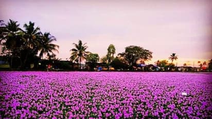 12 ஆண்டுகளுக்கு பின்னர் பூத்த குறிஞ்சி மலர்கள்: பார்வையாளர்கள் உற்சாகம்