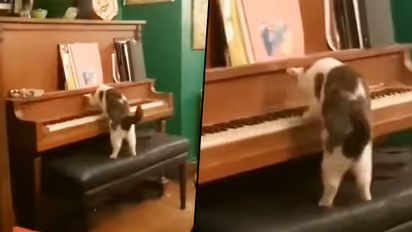 Cat plays piano with total concentration; viral video will make you smile