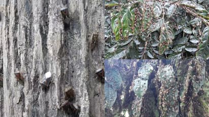 കൂട്ടമായി പൊതിയും, ശിഖരങ്ങള് ഉണങ്ങി വീഴും; കര്ഷകര്ക്ക് ഭീഷണിയായി വയനാടന് കാടുകളില് 'ബാംബൂ സീഡ് ബഗ്'