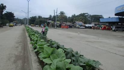 റോഡിന് നടുവിലും പച്ചക്കറികൾ വളരുമോ? വേറിട്ട മാതൃക