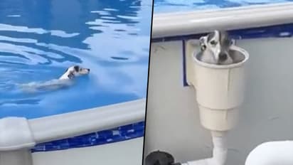 Dog pops up from the secret exit after taking bath in swimming pool; watch video