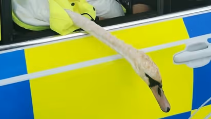 പലതവണ ട്രാഫിക് ബ്ലോക്കുണ്ടാക്കി, അരയന്നം പൊലീസ് കസ്റ്റഡിയിൽ, നന്ദി പറഞ്ഞ് ജനം!