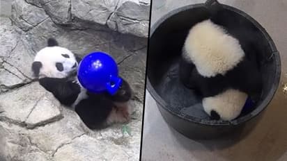 Mother panda rescues her cute little cub after it falls into bucket; watch video
