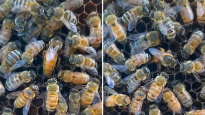 Queen bee laying an egg in bee nest is something you should not miss; watch the video