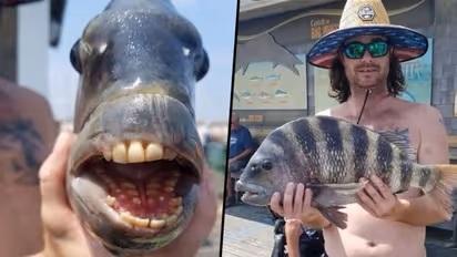 Believe it or not: Fish with human-like teeth found in North Carolina (Photo)