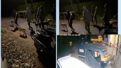 നായ്ക്കളുമായി സഞ്ചരിക്കുന്ന ആയുധധാരികള്; മോഷ്ടാക്കള്ക്ക് പിന്നാലെ പാലക്കാട് വീണ്ടും ഭീതിപരത്തി സംഘം