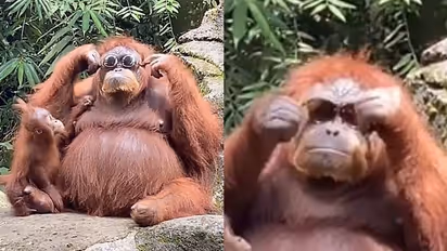 സൺഗ്ലാസ് ധരിച്ച് സ്റ്റൈലന് ലുക്കില് ഒറാങ്കുട്ടൻ; വൈറലായി വീഡിയോ