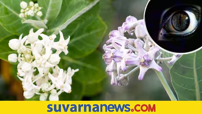 ಈ ಗಿಡ ನಿಮ್ಮ ಮನೆಯಲ್ಲಿದ್ದರೆ ಎಲ್ಲಾ ವಾಸ್ತು ದೋಷ ದೂರ!