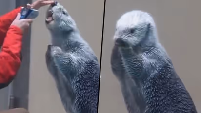 Woman examines sea otter’s temperature; watch viral video