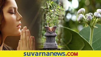 ಶ್ರಾವಣದ ಮಾಸದಲ್ಲಿ ನೆಡುವ ಈ ಐದು ಸಸ್ಯಗಳಿಂದ ಬರಲಿದೆ ಅದೃಷ್ಟ..!
