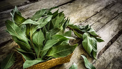 Bay leaves: Tremendous benefits of Tej Patta you didn't know