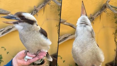 Watch this Kookaburra bird leaves netizens amazed; why? check this out