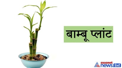 Vastu Tips: गुड लक बढ़ाते हैं ये 5 पौधे, इन्हें घर में रखने से कम होती है निगेटिव एनर्जी