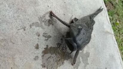 జగిత్యాల చెరువులో వింత చేప... మత్స్యకారుడి వలకు చిక్కి.. (వీడియో)