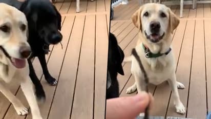 Dogs present special gift to owner; viral video will make your day