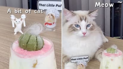 Cat preparing delicious drinks takes internet by storm; watch the adorable video