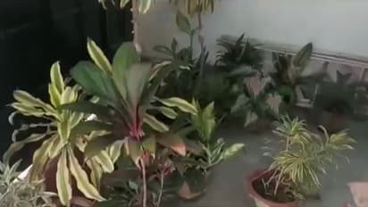 সর্বনাশ, বাড়িতে এই গাছ থাকলে দূর করুন এখনি, নয়তো দেখা দিতে পারে আর্থিক সঙ্কট