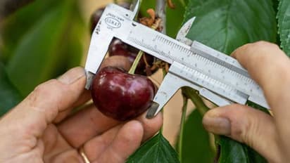 ലോകത്തിലേക്കും വച്ച് വലിയ ചെറി, ഭീമൻ ചെറി വളർത്തുന്നത് ഇറ്റലിയിലെ സഹോദരങ്ങൾ