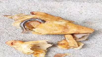 அட பாவிகளா... பேக்கரியில் வாங்கிய சமோசாவில் அரணை.. சாப்பிட்ட சிறுவனின் நிலைமை என்ன?