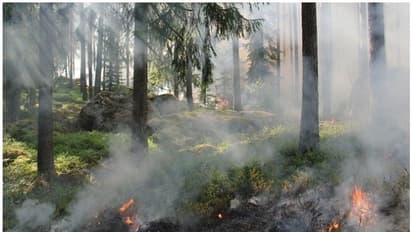 ഗ്രീസില് കാട്ടുതീയിൽ മരണപെട്ടവർക്ക് അനുശോചനം രേഖപ്പെടുത്തി ഒമാൻ