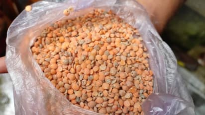 পড়ুয়াদের 'পুষ্টি'র জন্য অঙ্গনওয়াড়ি থেকে দেওয়া হল পোকা ধরা ডাল, বিক্ষোভ