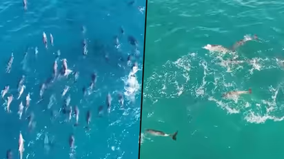 Large pod of dolphins glide through waves in Sydney; watch incredible video