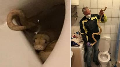 टॉयलेट सीट पर बैठे व्यक्ति के प्राइवेट पार्ट में कुछ चुभा, उसने झुककर नीचे देखा तो अटक गई सांस...