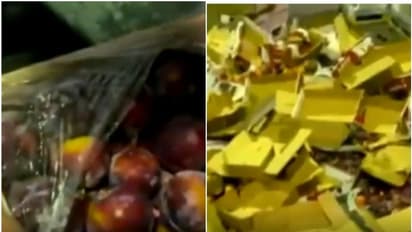 പഴങ്ങള്ക്കിടയില് ഒളിപ്പിച്ച് കുവൈത്തിലേക്ക് കടത്താന് ശ്രമിച്ച ലഹരിമരുന്ന് പിടിച്ചെടുത്തു