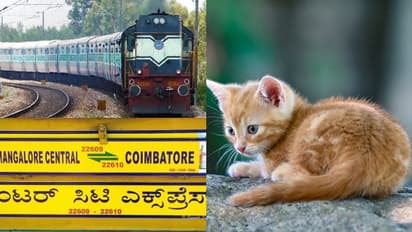 വൈദ്യുതി ബന്ധം കട്ടായി, കോയമ്പത്തൂർ-മംഗളൂരു ഇന്റർസിറ്റി വൈകിപ്പിച്ച് പൂച്ചയുടെ സാഹസം